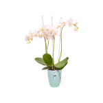 brussels orchidee hoog 12,5cm transparant